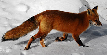 image-fox-long-350px