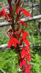 Cardinal flower - Kurg Forest