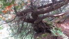 treetrackingcedar